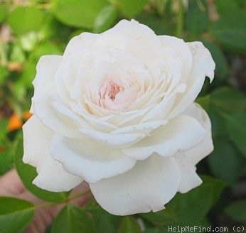 'Pure Perfume ™' rose photo