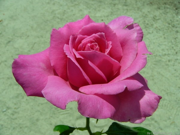 'Caprice de Meilland ®' rose photo