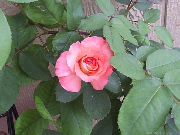 'Brigadoon ™' rose photo