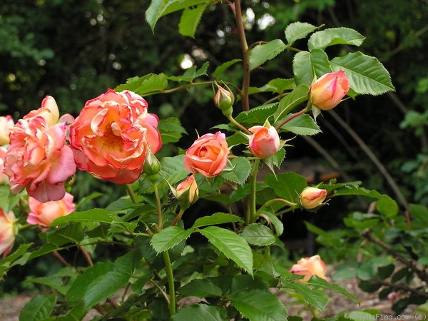 'Spice So Nice™' rose photo