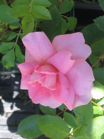 'Prairie Princess' rose photo