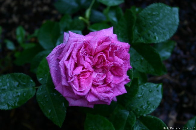 'Ardoisée de Lyon' rose photo