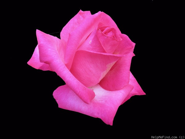 'Signature ®' rose photo