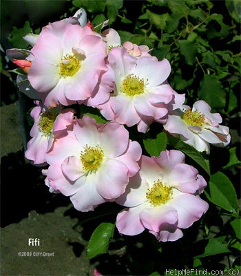 'Fifi' rose photo