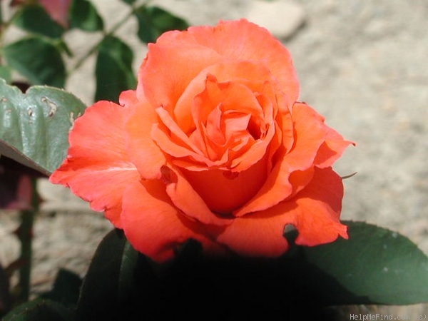 'Picante' rose photo