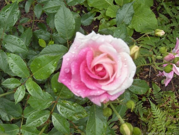 'Brilliant Pink Iceberg' rose photo
