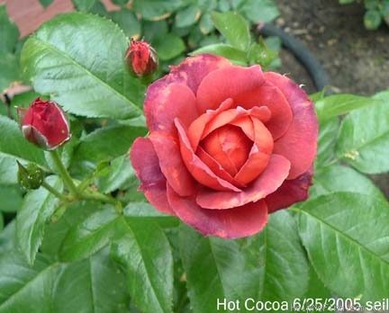 'Hot Cocoa ™ (Floribunda, Carruth 2001)' rose photo