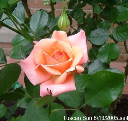 'Tuscan Sun ™' rose, click to enlarge 'Tuscan Sun ™' rose photo