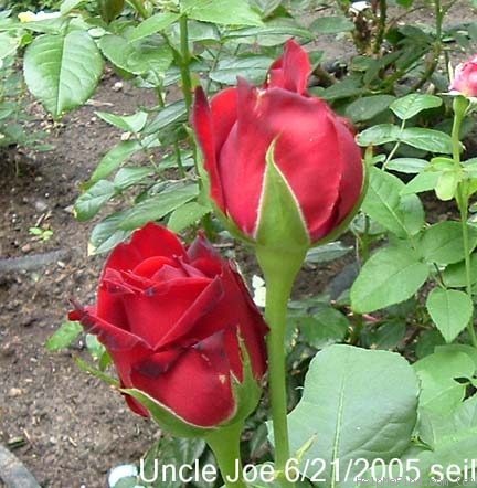 'Uncle Joe' rose photo