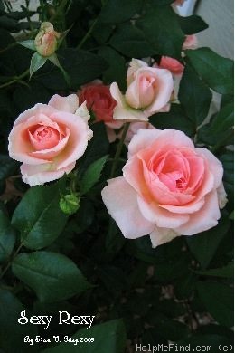 'Sexy Rexy ® (Floribunda, McGredy, 1978)' rose photo