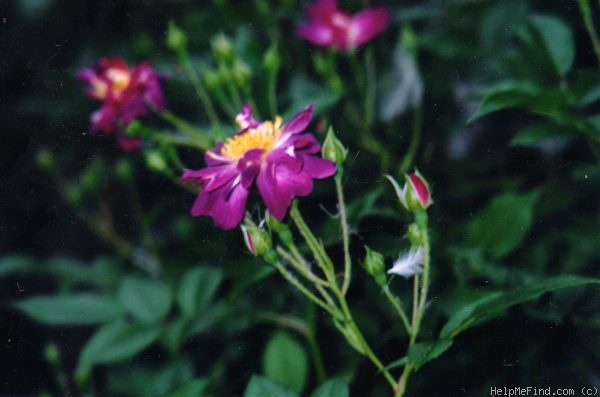 'Veilchenblau (Rambler, Schmidt, 1909)' rose photo