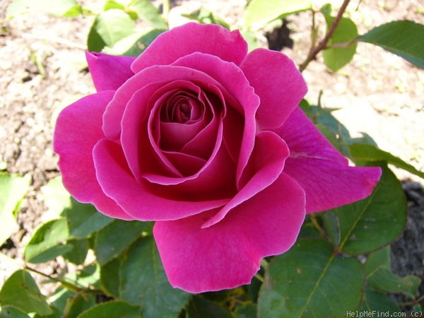 'Pink Peace' rose, click to enlarge 'Pink Peace' rose photo