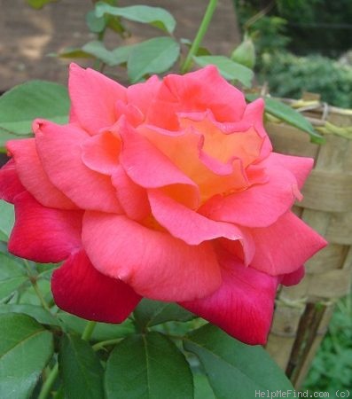 'Luscious (hybrid tea, Perry 2003)' rose, click to enlarge 'Luscious (hybrid tea, Perry 2003)' rose photo