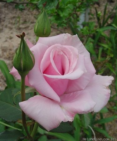 'Mom's Rose' rose photo