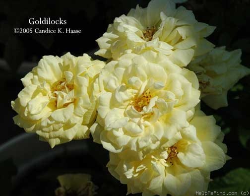 'Goldilocks (floribunda, Boerner, 1945)' rose photo