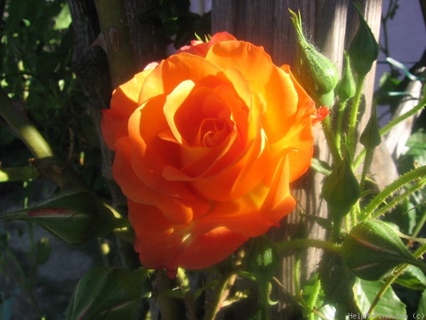 'Climbing Westerland' rose photo