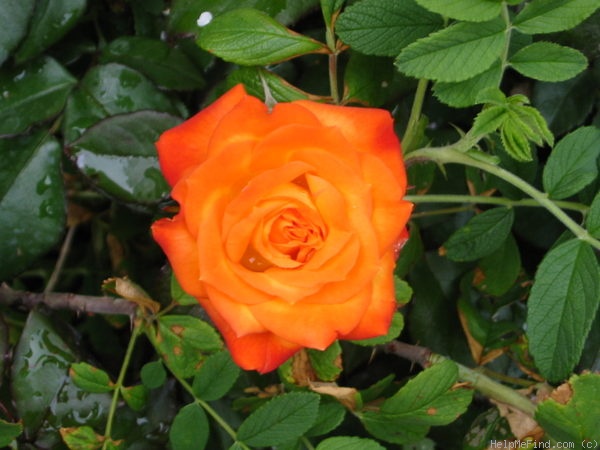 'Charisma (floribunda, Jelly 1968)' rose photo