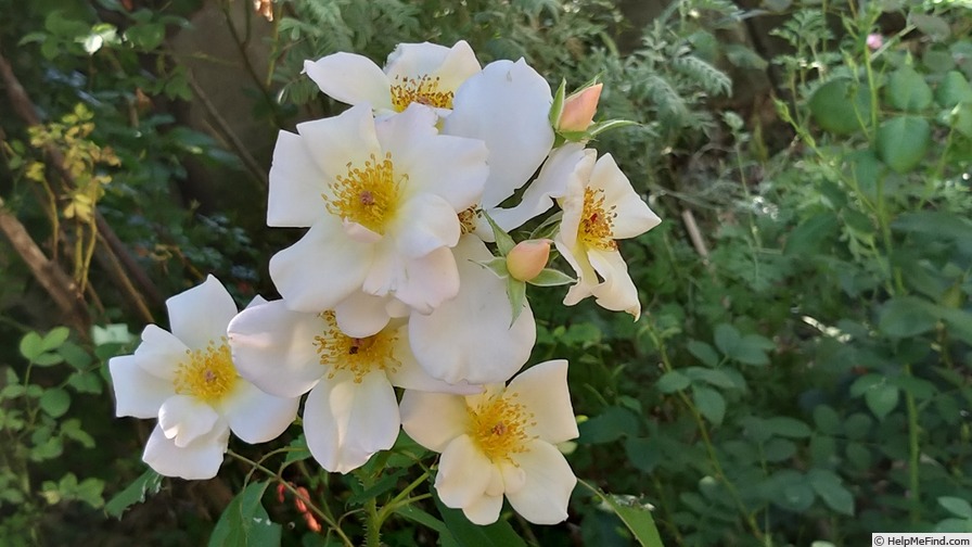 'Sally Holmes (Hybrid Musk, Holmes, 1976)' rose photo