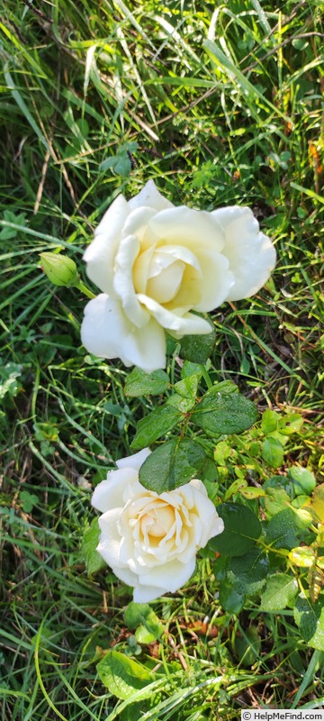 'Comtesse de Cassagne' rose photo