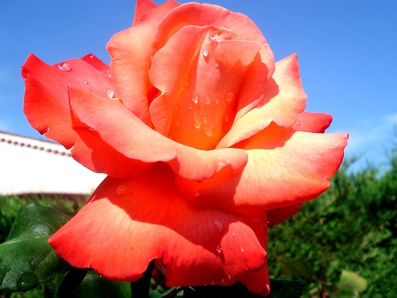 'Christophe Colomb ® (hybrid tea, Meilland, 1992)' rose photo