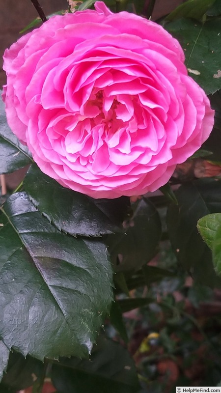'Renée van Wegberg ™' rose photo