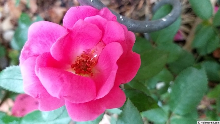 'Chabadabada ®' rose photo