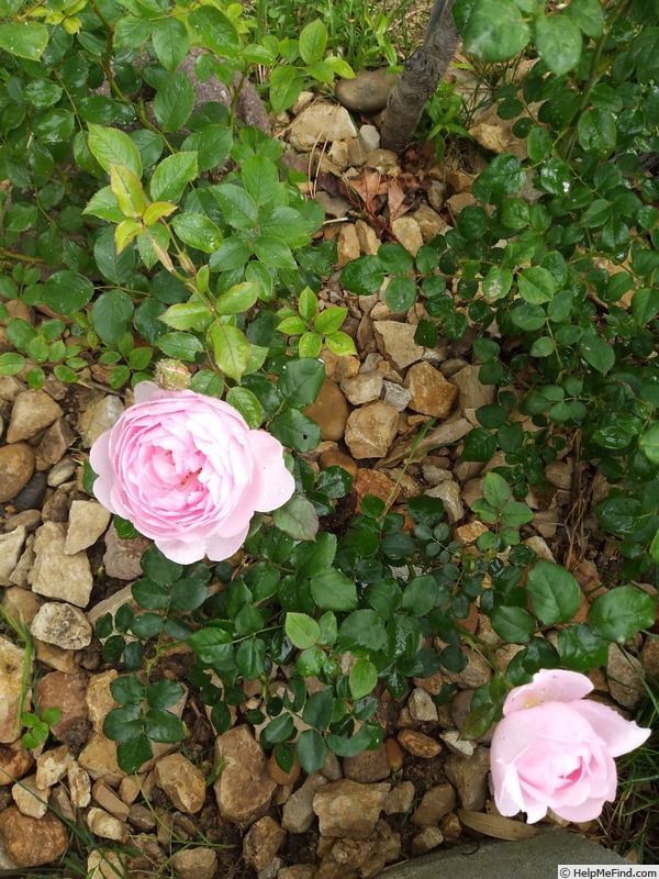 'Scepter'd Isle ®' rose photo