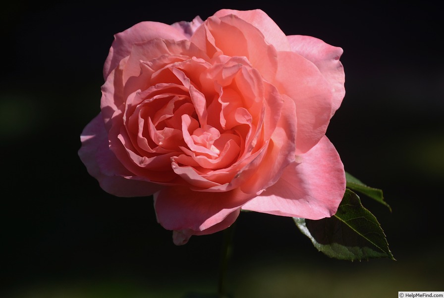'Sweet Fragrance' rose photo