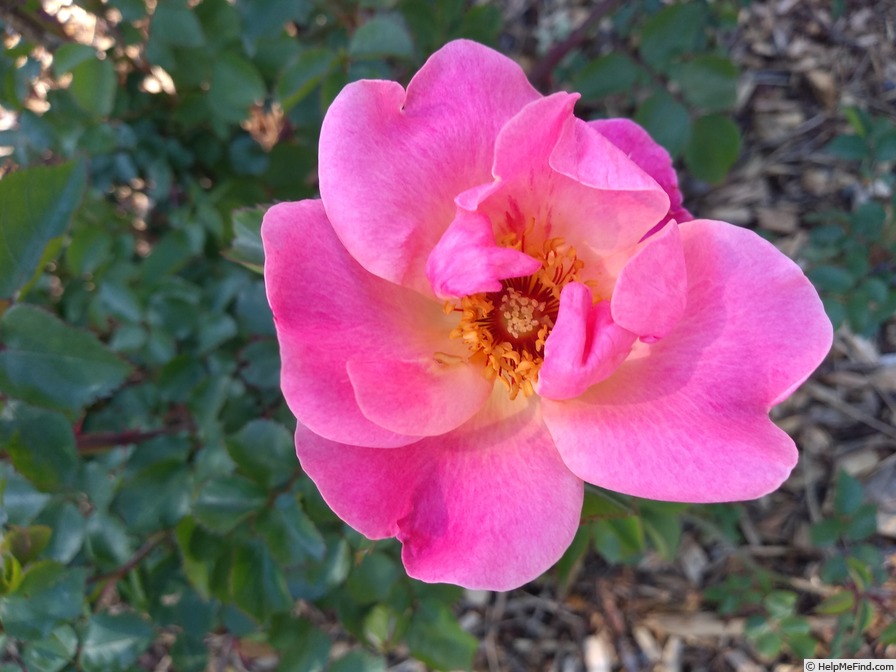 '18MR02' rose photo