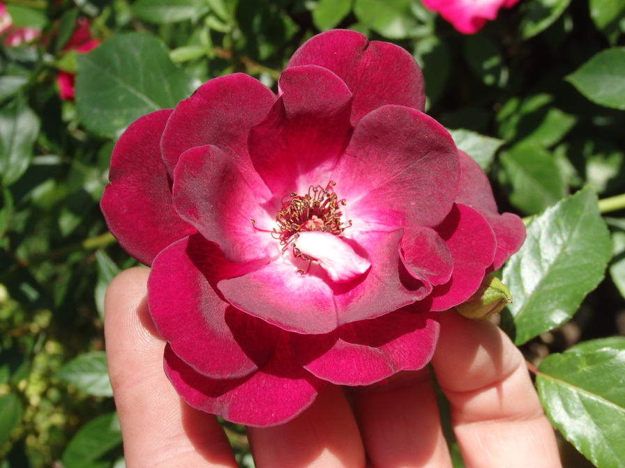 'Burgundy Iceberg' rose photo