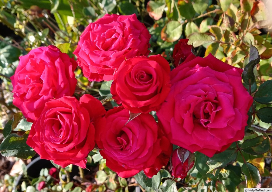 'Tammy Clemons' rose photo