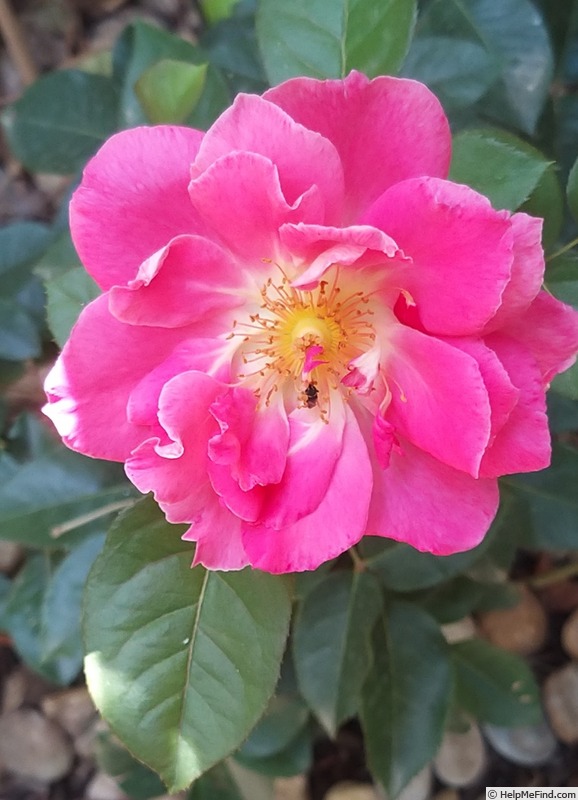 'Bornéo Odore ®' rose photo