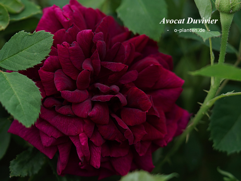 'Avocat Duvivier' rose photo