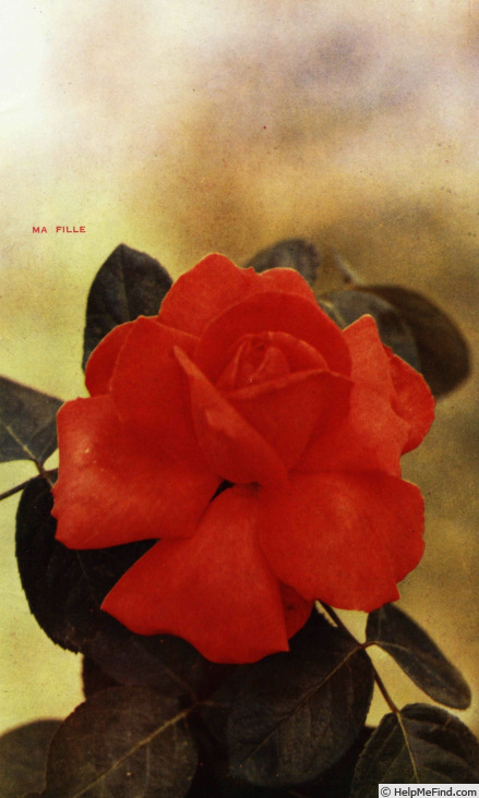 'Ma Fille' rose photo