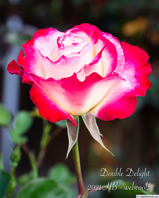 'Double Delight ®' rose photo
