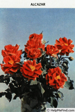 'Alcazar (floribunda, Gaujard, 1960)' rose photo