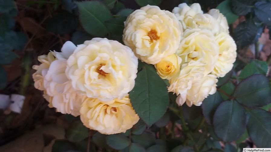'Comtesse du Barry ®' rose photo