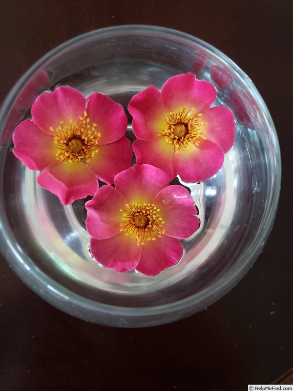 'Violet Hour ™' rose photo