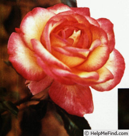 'Farah' rose photo
