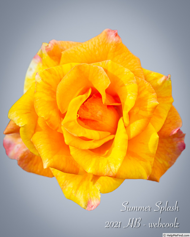 'Summer Splash (miniature, Bang 2012)' rose, click to enlarge 'Summer Splash (miniature, Bang 2012)' rose photo