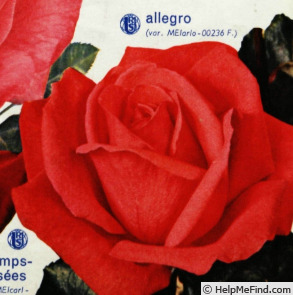 'Allegro ® (hybrid tea, Meilland, 1962)' rose photo