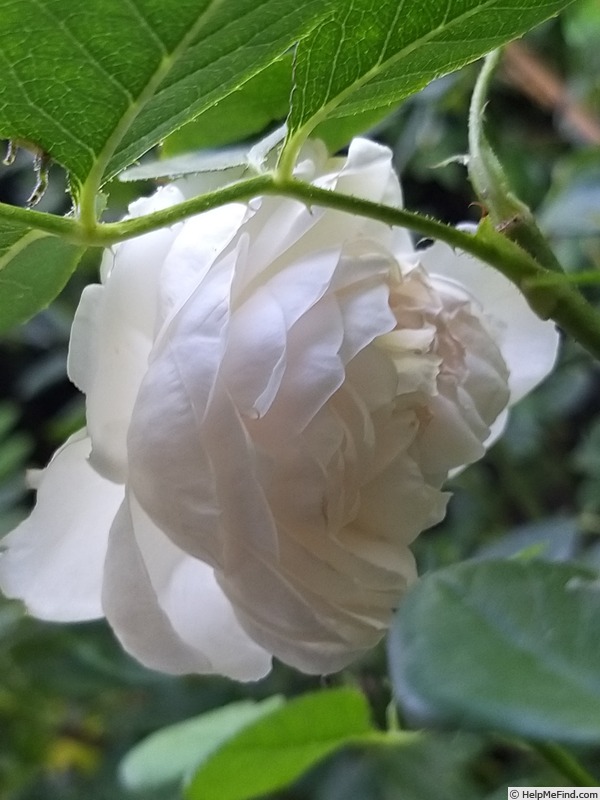 'La Belle Rouet' rose photo