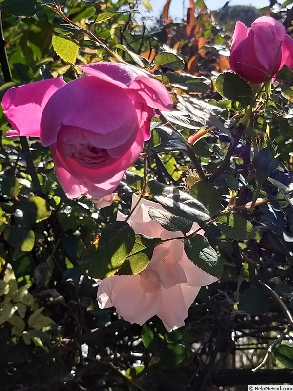 'Spirit of Freedom' rose, click to enlarge 'Spirit of Freedom' rose photo