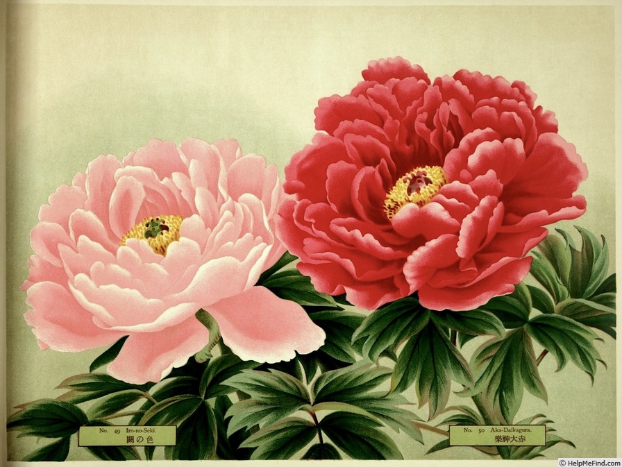 'Aka-daikagura' peony photo