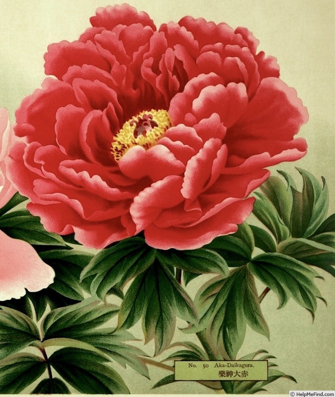 'Aka-daikagura' peony photo