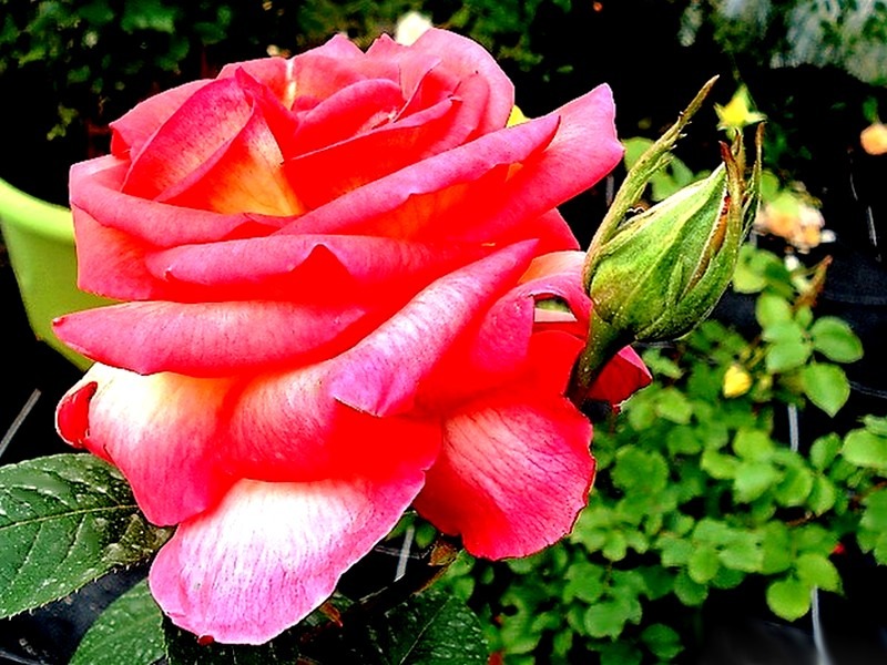 'Michel Desjoyeaux ®' rose photo
