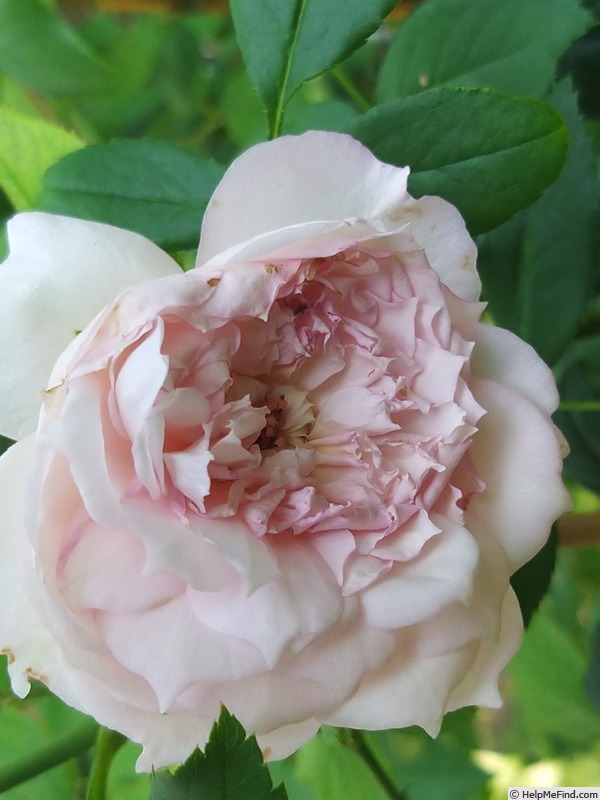 'The Mill On The Floss' rose photo