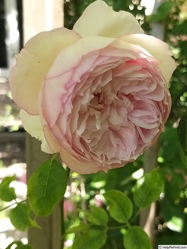 'The Mill On The Floss' rose photo