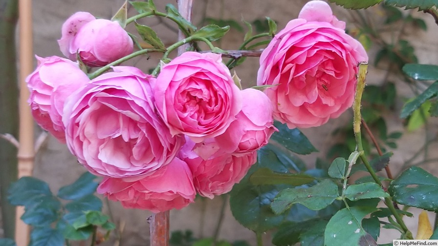'Pomponella ® (floribunda, Kordes 2005)' rose photo