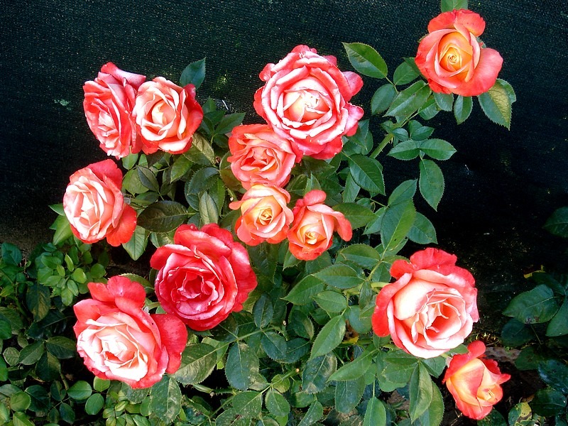 'Vendée Impériale ®' rose, click to enlarge 'Vendée Impériale ®' rose photo